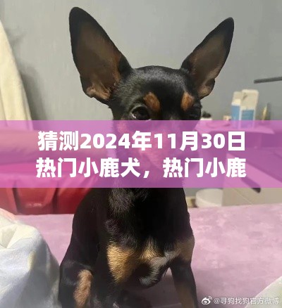 建站服务 第447页