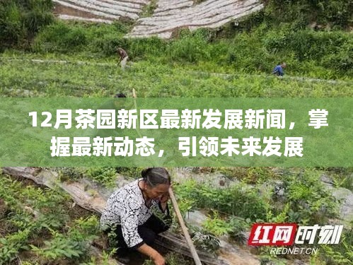 茶园新区十二月最新发展动态,引领未来,洞悉前沿资讯