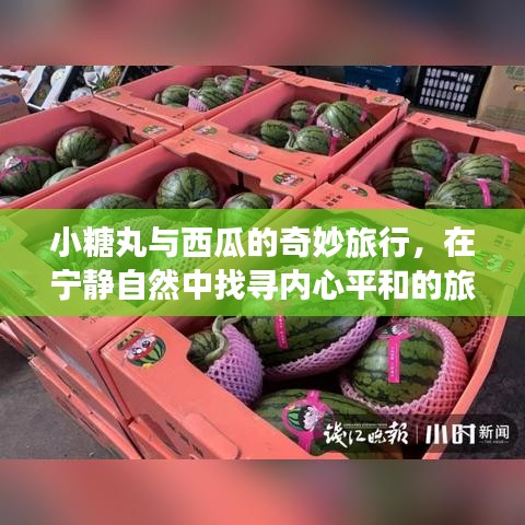 小糖丸与西瓜的自然之旅,寻找内心平和的奇妙经历