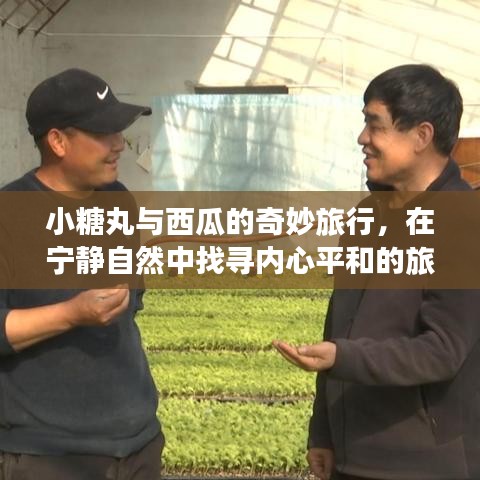 小糖丸与西瓜的自然之旅,寻找内心平和的奇妙经历