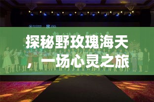 野玫瑰海天的心灵之旅,奇妙猜想与鼓舞的探秘之旅