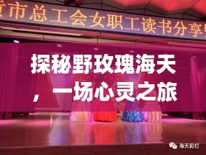 野玫瑰海天的心灵之旅,奇妙猜想与鼓舞的探秘之旅