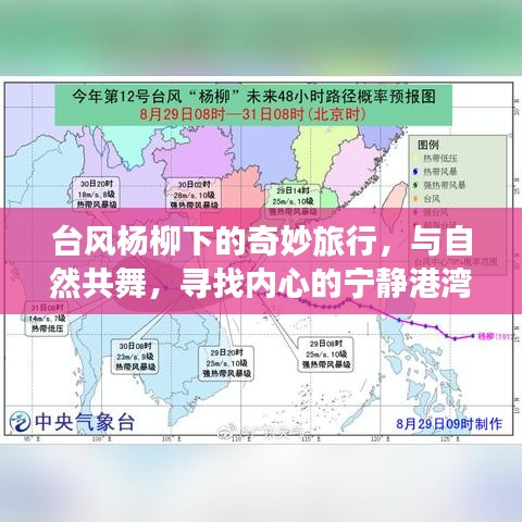 台风杨柳下的心灵之旅,与自然共舞,探寻宁静港湾