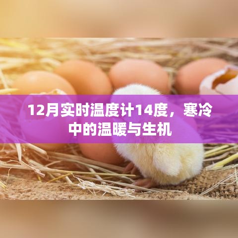 寒冷中的生机,实时温度计记录下的温暖冬日