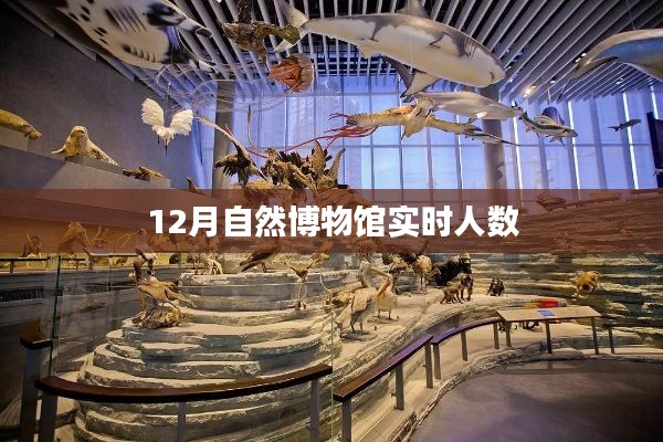 自然博物馆12月实时参观人数统计