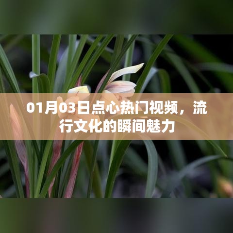 点心热门视频,流行文化的瞬间魅力