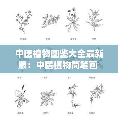 中医植物图鉴大全最新版:中医植物简笔画