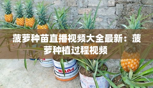 菠萝种苗直播视频大全最新:菠萝种植过程视频