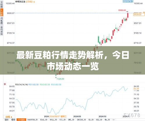 最新豆粕行情走势解析,今日市场动态一览