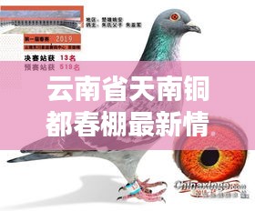 云南省天南铜都春棚最新情况:天南铜都赛鸽中心搜索