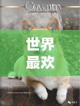 世界最欢迎犬种排名榜最新:世界犬种排行榜