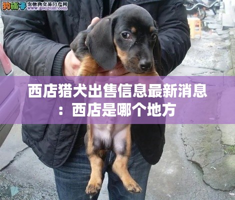 西店猎犬出售信息最新消息:西店是哪个地方