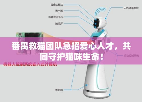 番禺救猫团队急招爱心人才,共同守护猫咪生命!