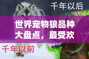 世界宠物狼品种大盘点,最受欢迎宠物狼TOP排名揭晓!