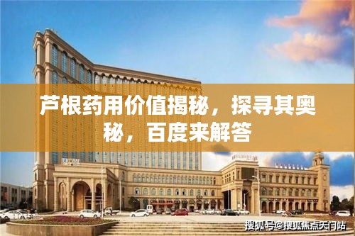 芦根药用价值揭秘，探寻其奥秘，百度来解答