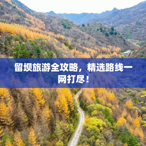 倦鸟思归