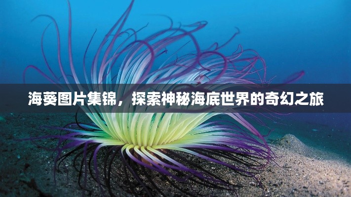 海葵图片集锦,探索神秘海底世界的奇幻之旅