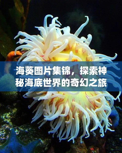 海葵图片集锦,探索神秘海底世界的奇幻之旅