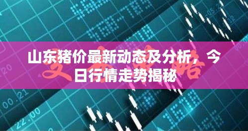 山东猪价最新动态及分析,今日行情走势揭秘