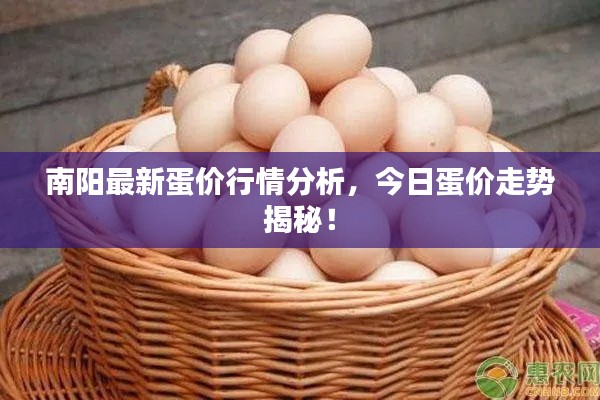 南阳最新蛋价行情分析，今日蛋价走势揭秘！