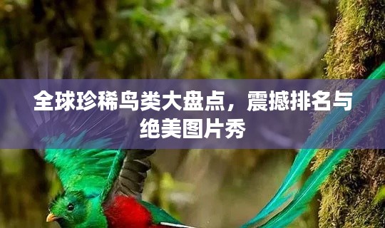 全球珍稀鸟类大盘点,震撼排名与绝美图片秀