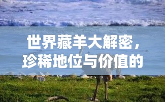 世界藏羊大解密，珍稀地位与价值的探寻