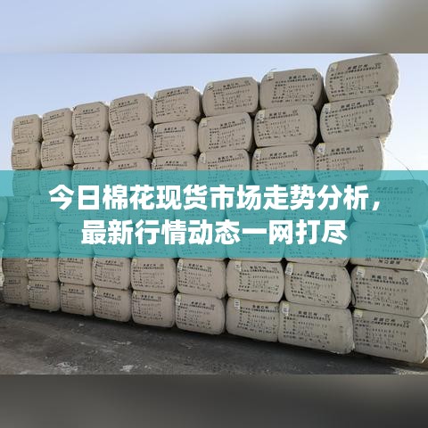 今日棉花现货市场走势分析,最新行情动态一网打尽