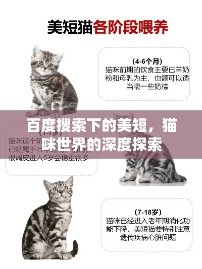 百度搜索下的美短,猫咪世界的深度探索