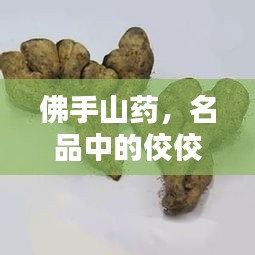 佛手山药,名品中的佼佼者