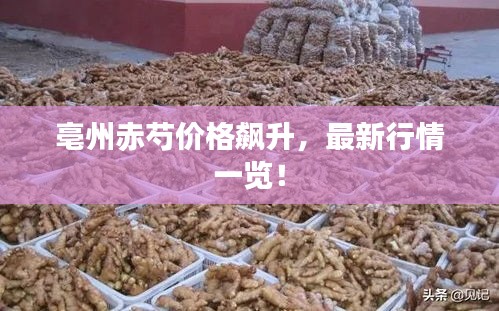 亳州赤芍价格飙升,最新行情一览!