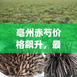 亳州赤芍价格飙升,最新行情一览!