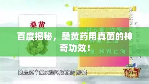 百度揭秘,桑黄药用真菌的神奇功效!