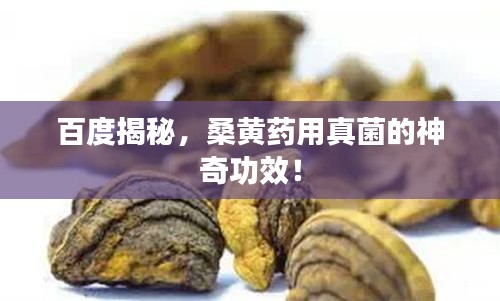 百度揭秘,桑黄药用真菌的神奇功效!