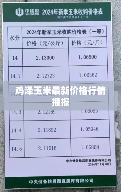 鸡泽玉米最新价格行情播报