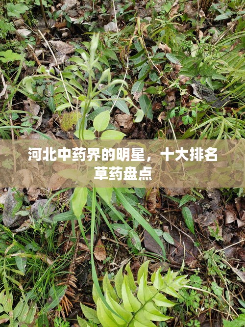 河北中药界的明星,十大排名草药盘点