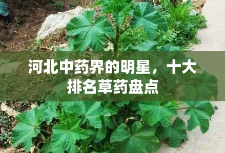 河北中药界的明星,十大排名草药盘点