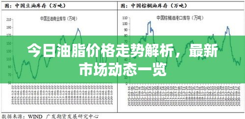 今日油脂价格走势解析,最新市场动态一览