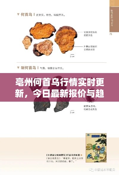 亳州何首乌行情实时更新,今日最新报价与趋势分析