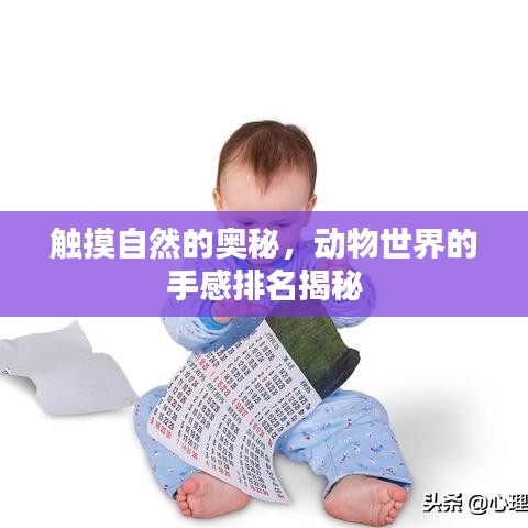 触摸自然的奥秘,动物世界的手感排名揭秘