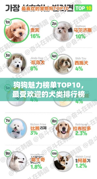 狗狗魅力榜单TOP10,最受欢迎的犬类排行榜