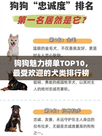 狗狗魅力榜单TOP10,最受欢迎的犬类排行榜