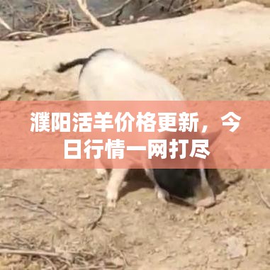 濮阳活羊价格更新,今日行情一网打尽