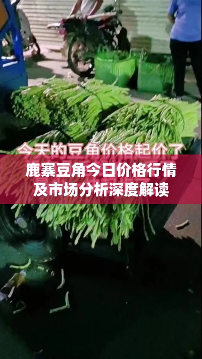 鹿寨豆角今日价格行情及市场分析深度解读