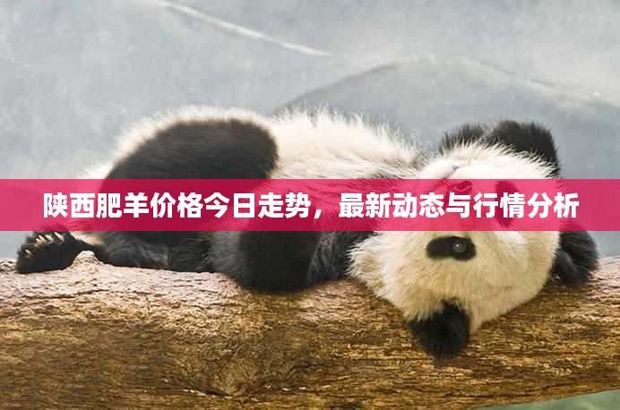 陕西肥羊价格今日走势，最新动态与行情分析