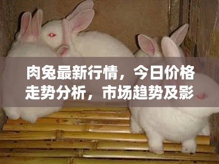 肉兔最新行情,今日价格走势分析,市场趋势及影响因素探讨