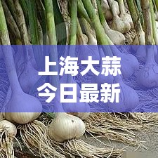 上海大蒜今日最新价格行情报告
