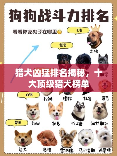 猎犬凶猛排名揭秘,十大顶级猎犬榜单