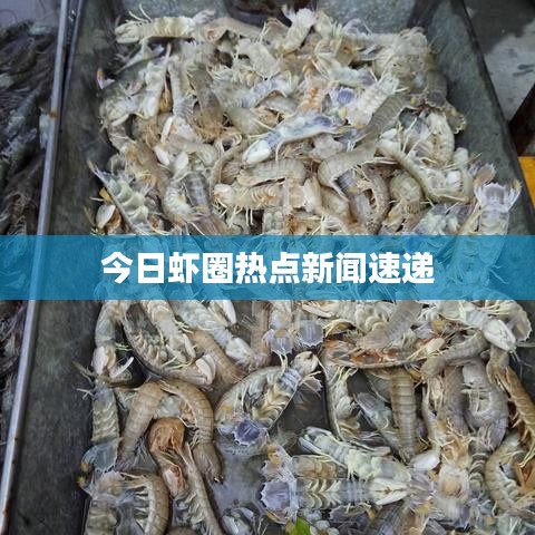 今日虾圈热点新闻速递