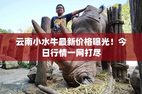 云南小水牛最新价格曝光!今日行情一网打尽