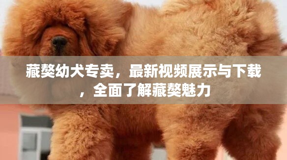藏獒幼犬专卖,最新视频展示与下载,全面了解藏獒魅力